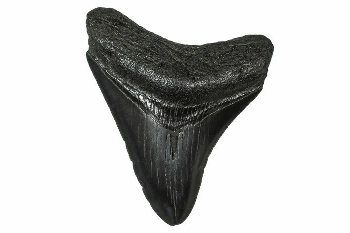 Serrated, Fossil Megalodon Tooth - South Carolina #374778